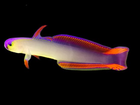 Nemateleotris decora 5-8 cm