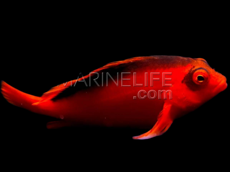 Neocirrhites armatus M