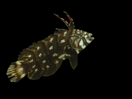 Novaculichthys taeniourus 3-5 cm