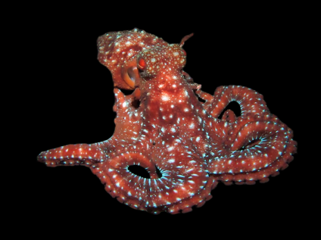 Octopus macropus 15-20 cm Rouge