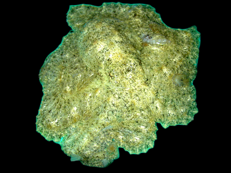 Octopus spp. 5-10 cm