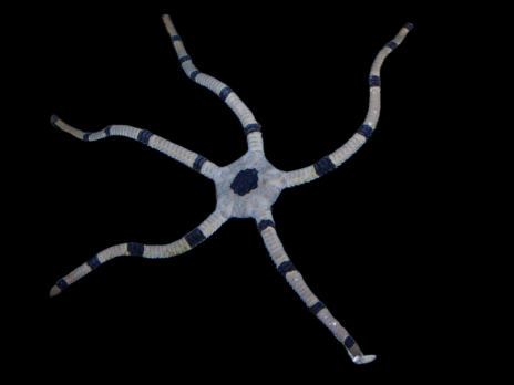 Ophiolepis superba M - Lot de 2