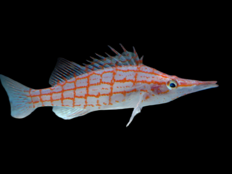 Oxycirrhites typus 5-7 cm