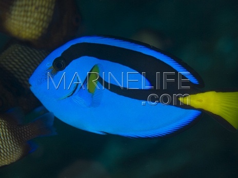 Paracanthurus hepatus