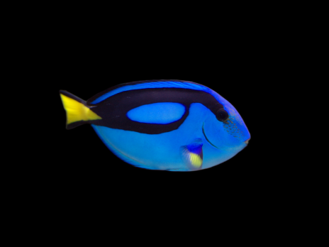 Paracanthurus hepatus 5-8 cm