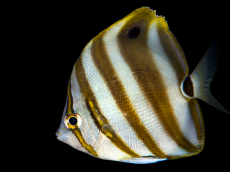 Parachaetodon ocellatus 2-4 cm