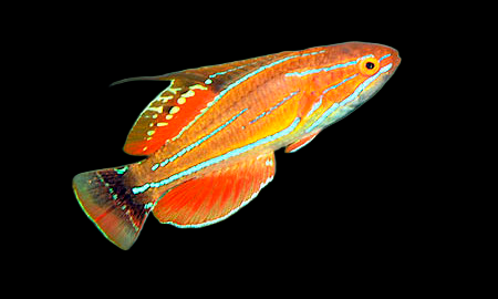 Paracheilinus carpenteri 4-5 cm