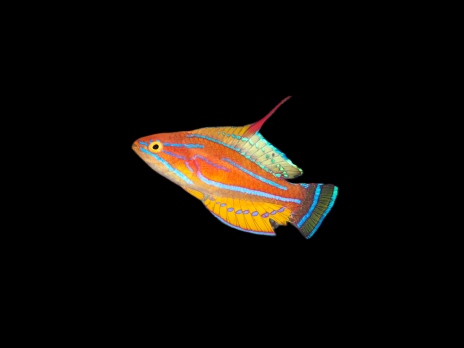 Paracheilinus flavianalis 4-5 cm