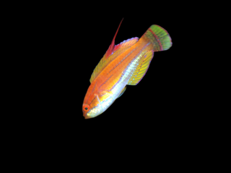 Paracheilinus mccoskeri M