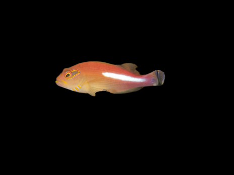 Paracirrhites arcatus 4-6cm