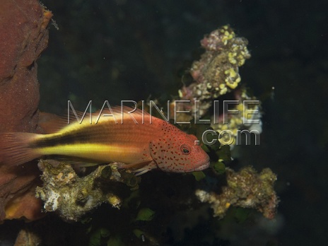 Paracirrhites forsteri