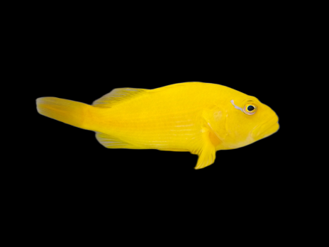 Paracirrhites xanthus 6-7cm