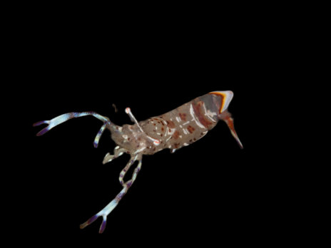 Periclimenes holthuisi 3-4cm