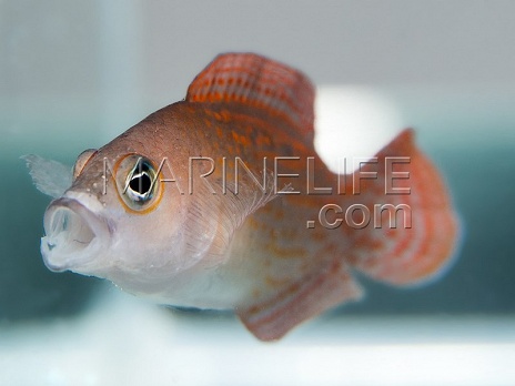 Pholidochromis sp.