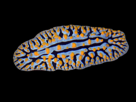 Phyllidia spp. <5 cm