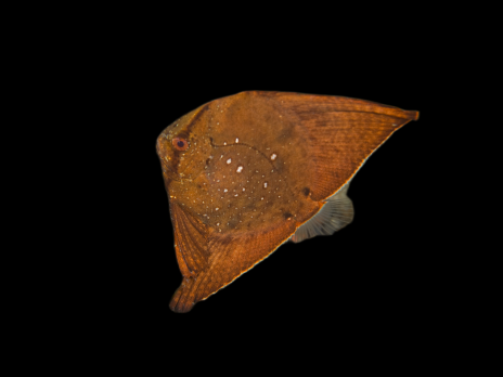 Platax orbicularis Juv&eacute;nile 4-6 cm