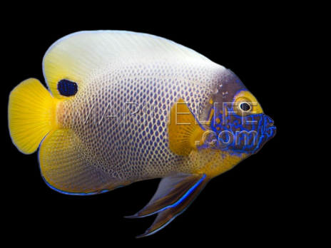 Pomacanthus xanthometopon Adulte S