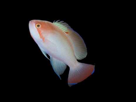 Pseudanthias hypselosoma M&acirc;le M