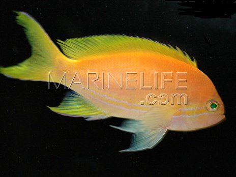 Pseudanthias pleurotaenia Femelle