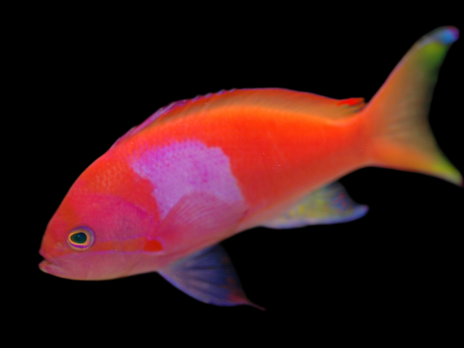 Pseudanthias pleurotaenia M&acirc;le 7-10cm