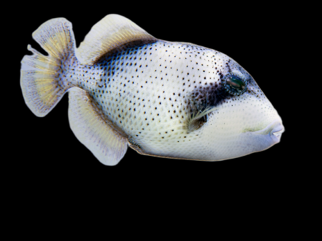 Pseudobalistes flavimarginatus 5-10 cm