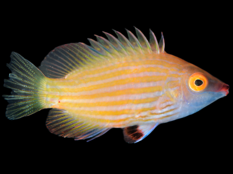 Pseudocheilinops ataenia S