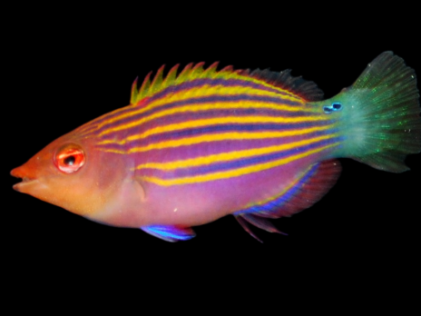 Pseudocheilinus hexataenia 3-5cm