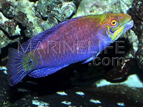 Pseudocheilinus ocellatus