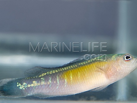 Pseudochromis coccinicauda M&acirc;le