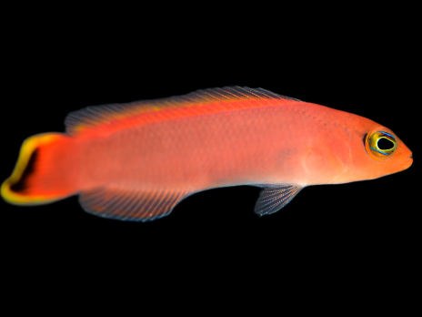 Pseudoplesiops sp. 3-5cm