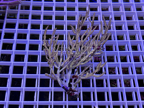 Pterogorgia citrina 02