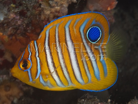 Pygoplites diacanthus Juv&eacute;nile