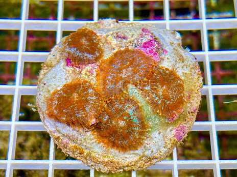 Rhodactis inchoata orange