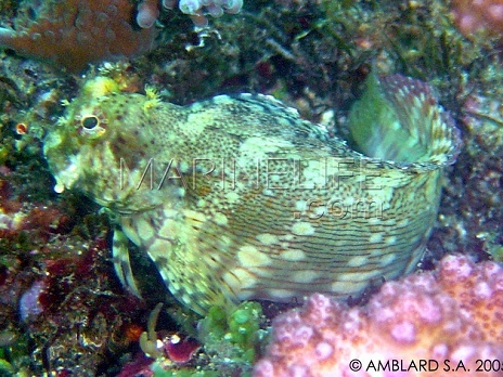 Salarias fasciatus
