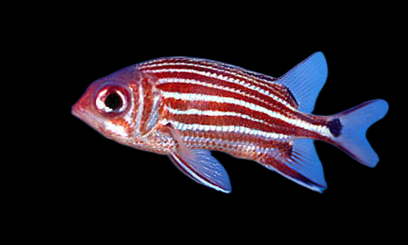 Sargocentron cornutum 10-15 cm