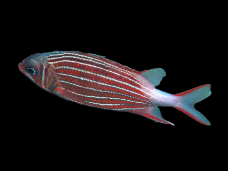 Sargocentron diadema 4-6 cm