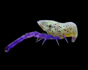 Saron rectirostris 4-5 cm