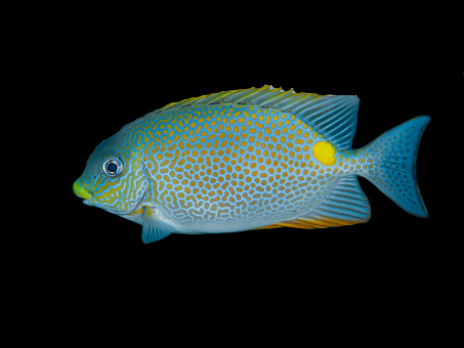 Siganus guttatus 8-12 cm