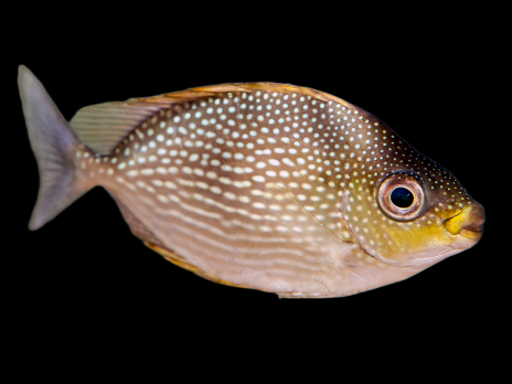 Siganus javus 8-12 cm