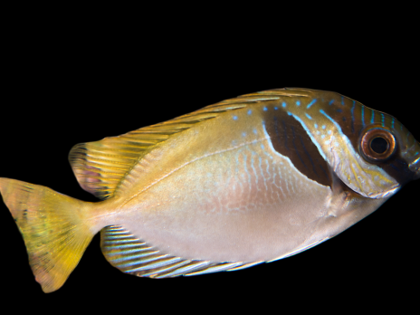 Siganus virgatus 12-15 cm