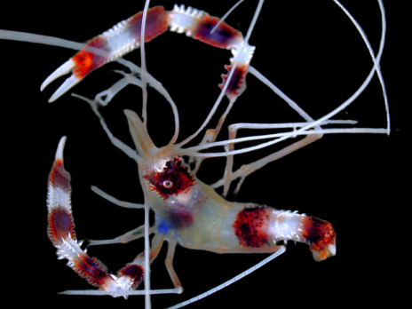 Stenopus hispidus 3-4 cm