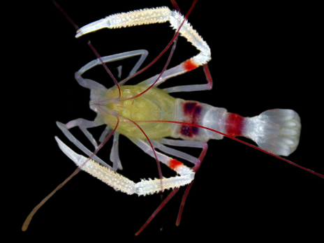Stenopus zanzibaricus 4-5 cm Corps jaune pinces blanches
