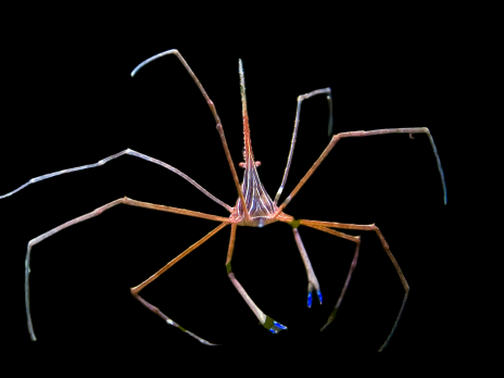 Stenorhynchus seticornis