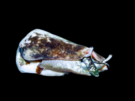 Strombus sp 3-5cm
