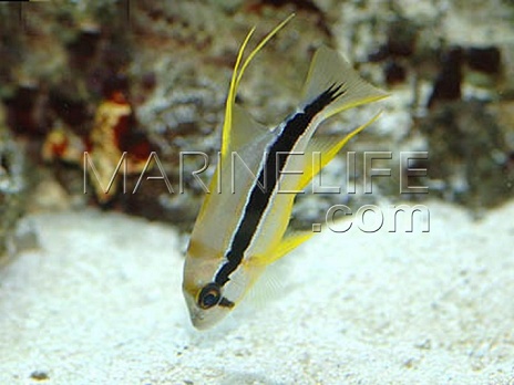 Symphorichthys spilurus Juv&eacute;nile