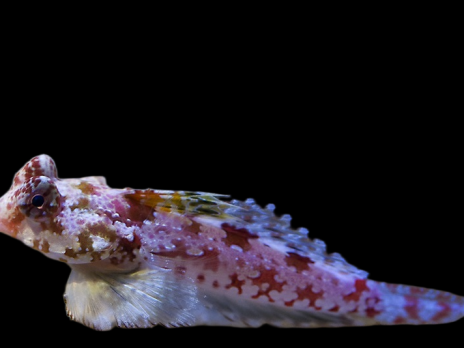 Synchiropus stellatus 4-6cm