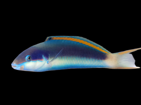 Thalassoma genivittatum RARE