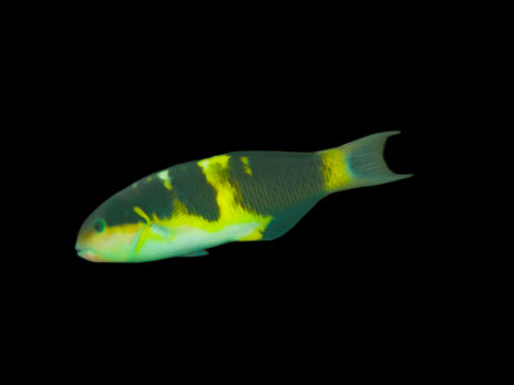 Thalassoma jansenii 8-12 cm