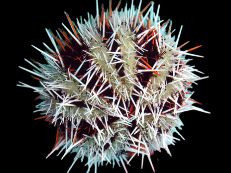 Tripneustes gratilla 5-6 cm