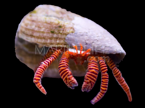 Trizopagurus strigatus